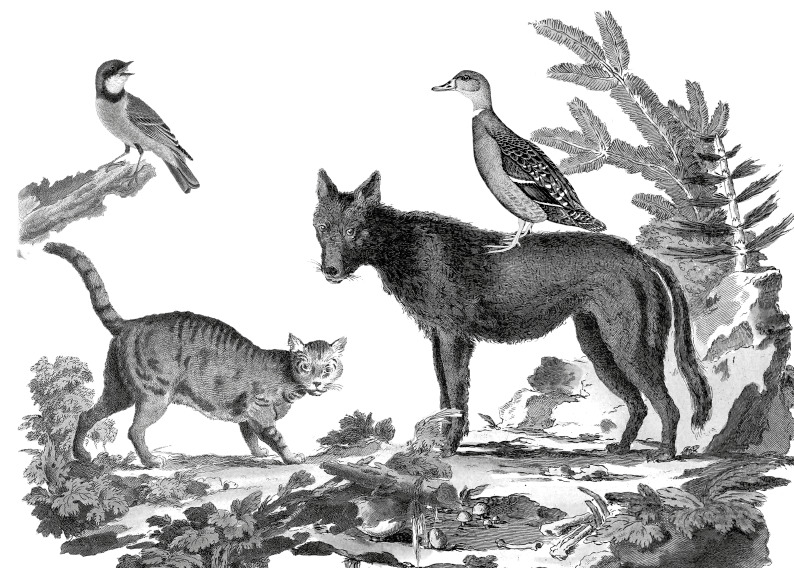 Pierre et le Loup